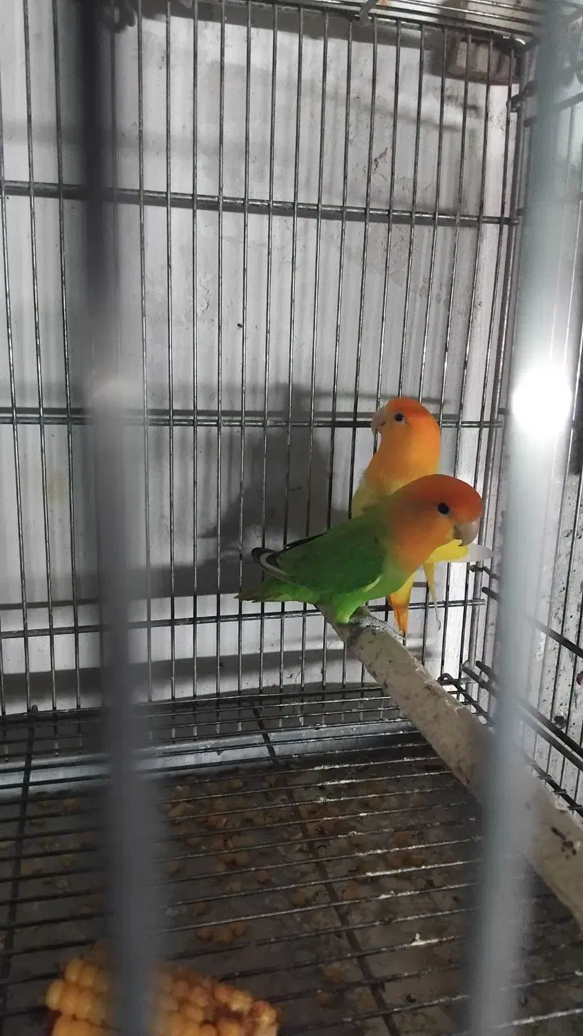 کتوله باتخم|پرنده|آران و بیدگل, |دیوار