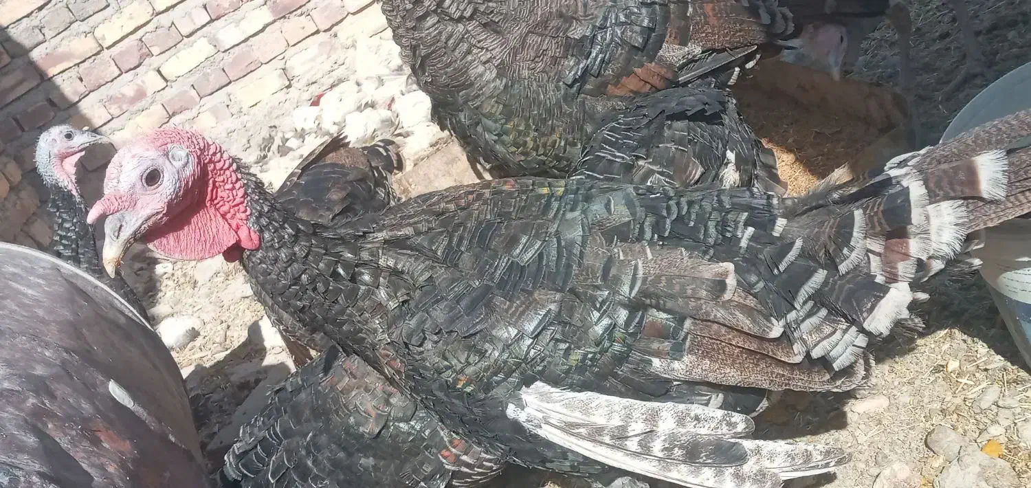 معاوضه با بزغاله گلابی|حیوانات مزرعه|چابهار, |دیوار