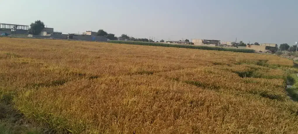 برنج عنبربو تیلکی|خوردنی و آشامیدنی|گتوند, |دیوار