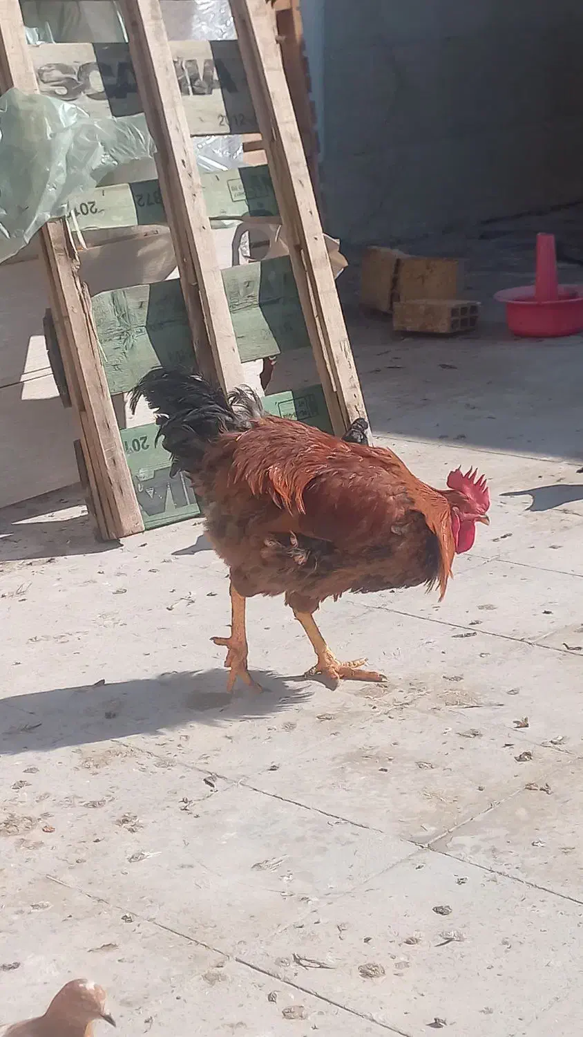 خروس جوان درجه یک|حیوانات مزرعه|یزد, |دیوار