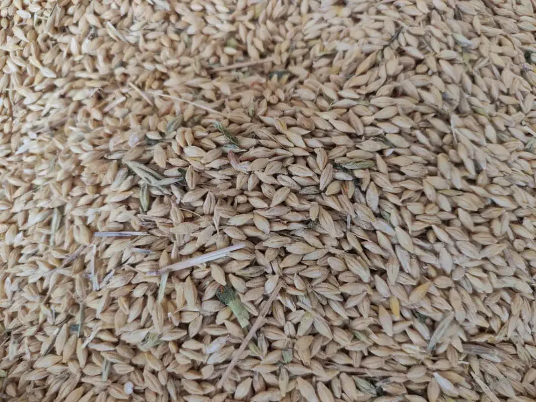 جو بومی درجه یک|عمدهفروشی|برخوار, |دیوار