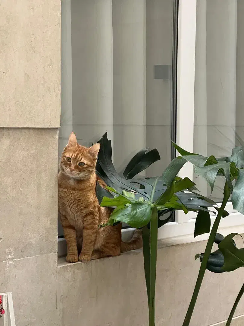 واگذاری رایگان|گربه|صفادشت, |دیوار