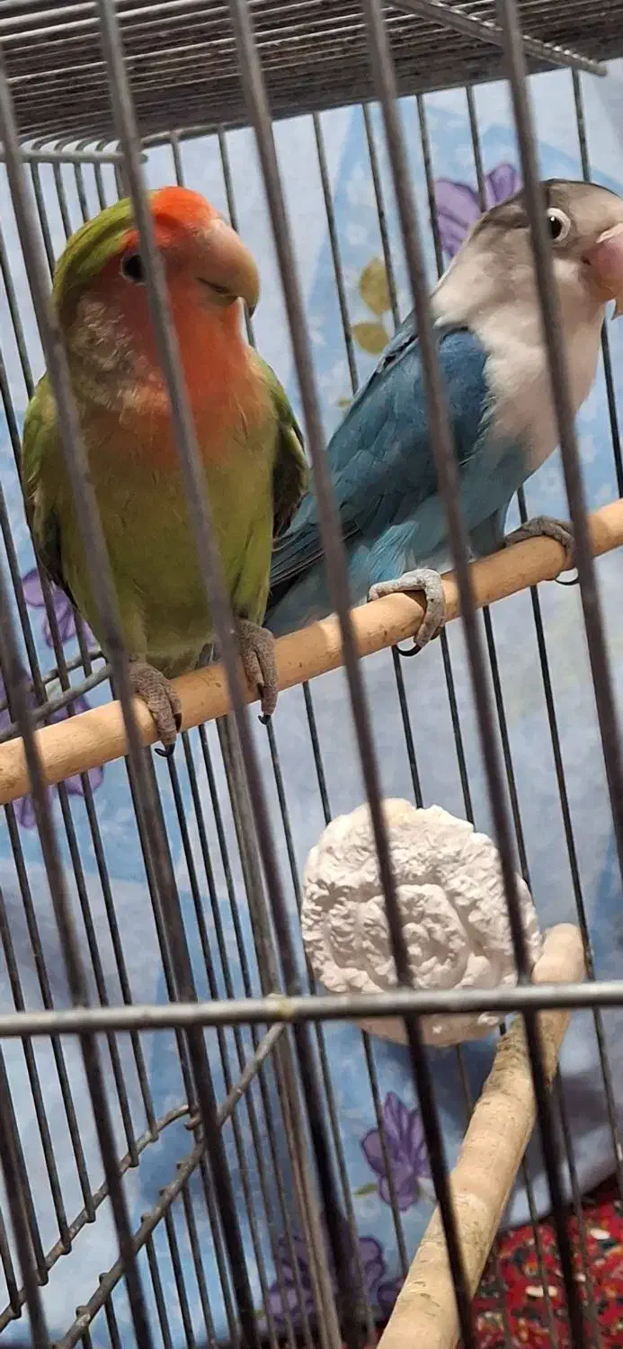 طوطی برزیلی یک جفت|پرنده|سنندج, |دیوار