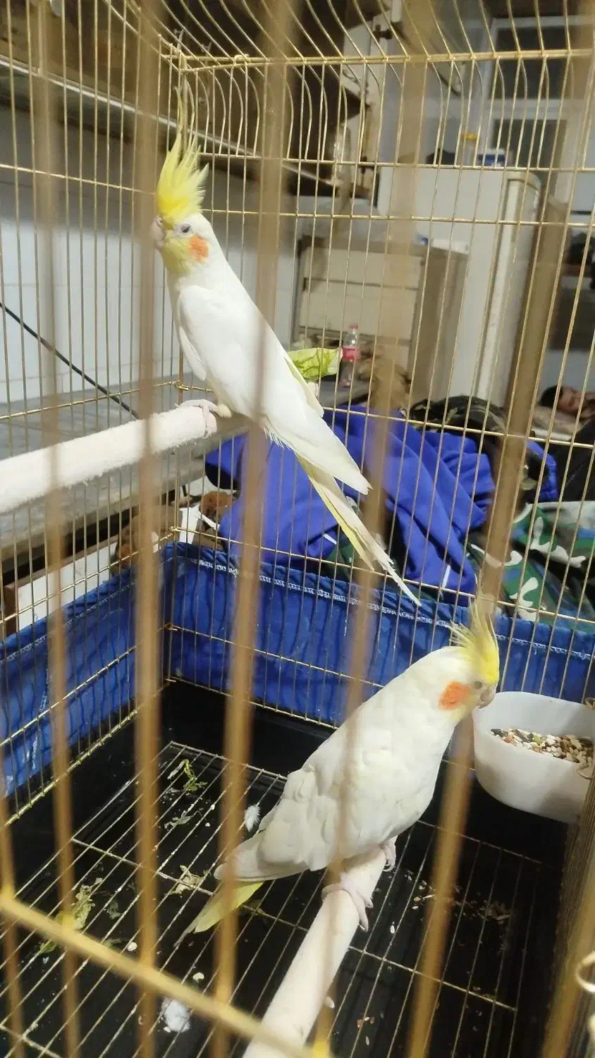 عروس هلندی|پرنده|زارچ, |دیوار