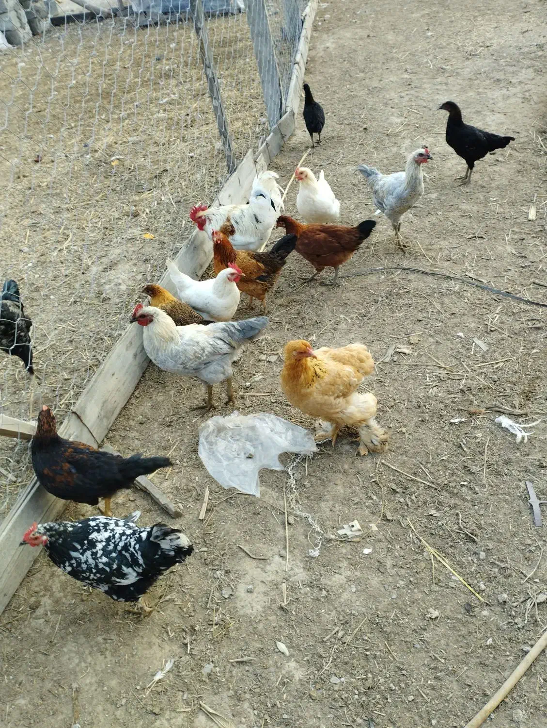 مرغ و خروس|حیوانات مزرعه|گمیشان, |دیوار