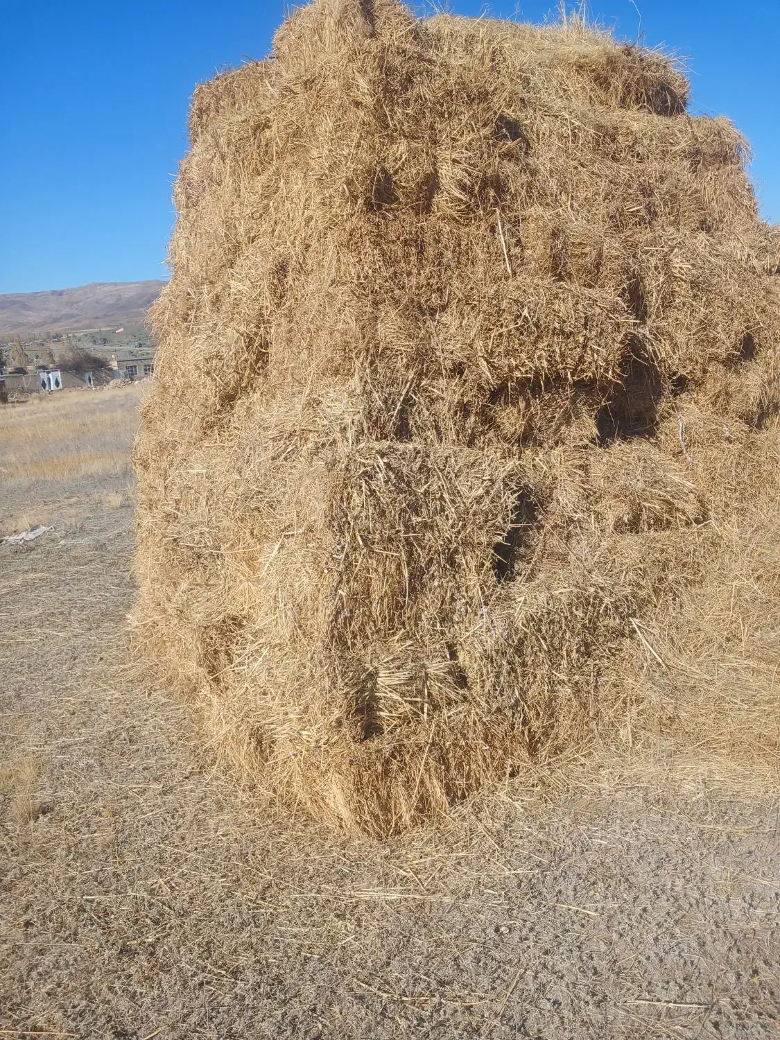 یونجه‌پرسی‌چین‌اول|حیوانات مزرعه|دشتک, |دیوار