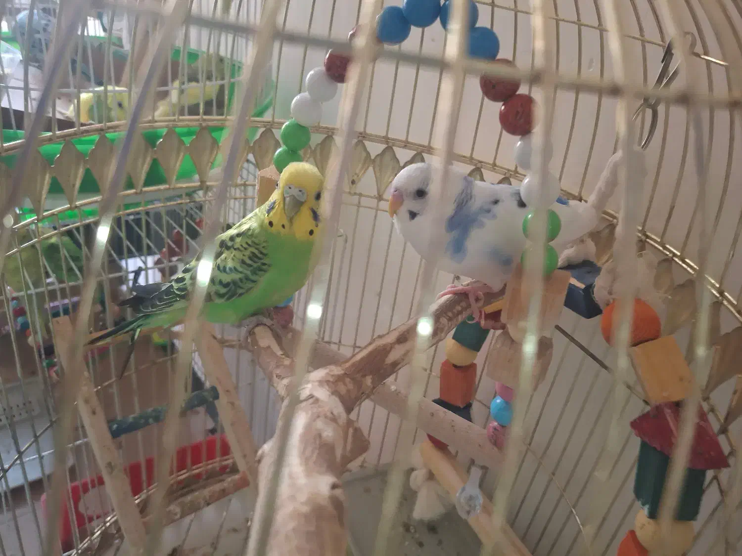 جفت مرغ عشق هشت ماهه|پرنده|مشهد, دانشجو|دیوار