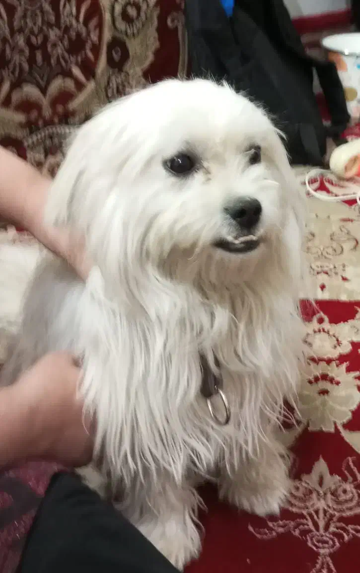 فروش فوری|سگ|زنجان, |دیوار