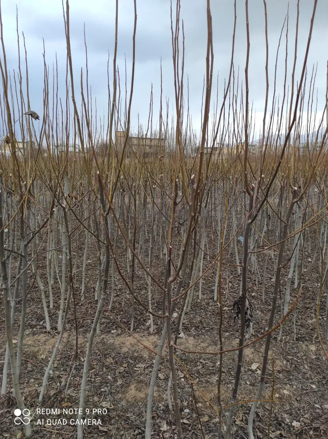 نهال گردو|خدمات باغبانی و درختکاری|الشتر, |دیوار