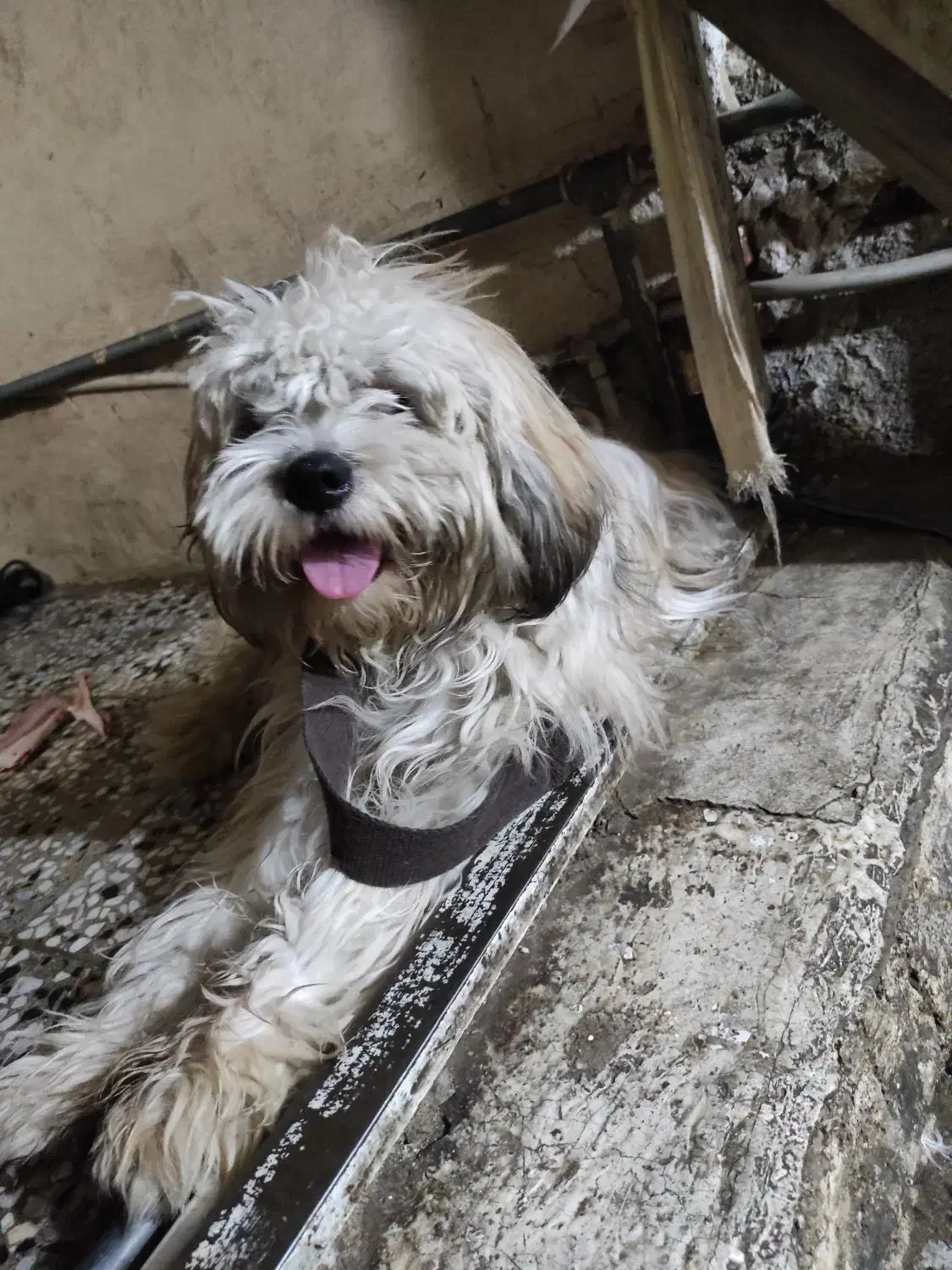 سگ فروشی|سگ|دزفول, |دیوار