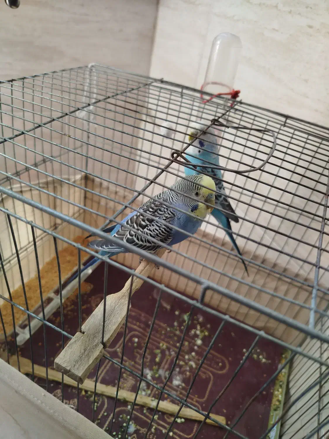 مرغ عشق. نرو ماده|پرنده|تهران, فلاح|دیوار