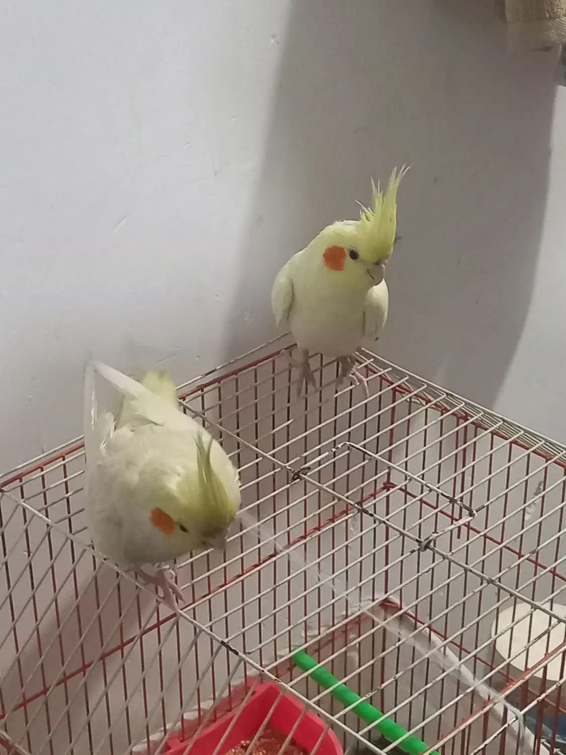 عروس هلندی لوتینو|پرنده|مشهد, منزل آباد|دیوار