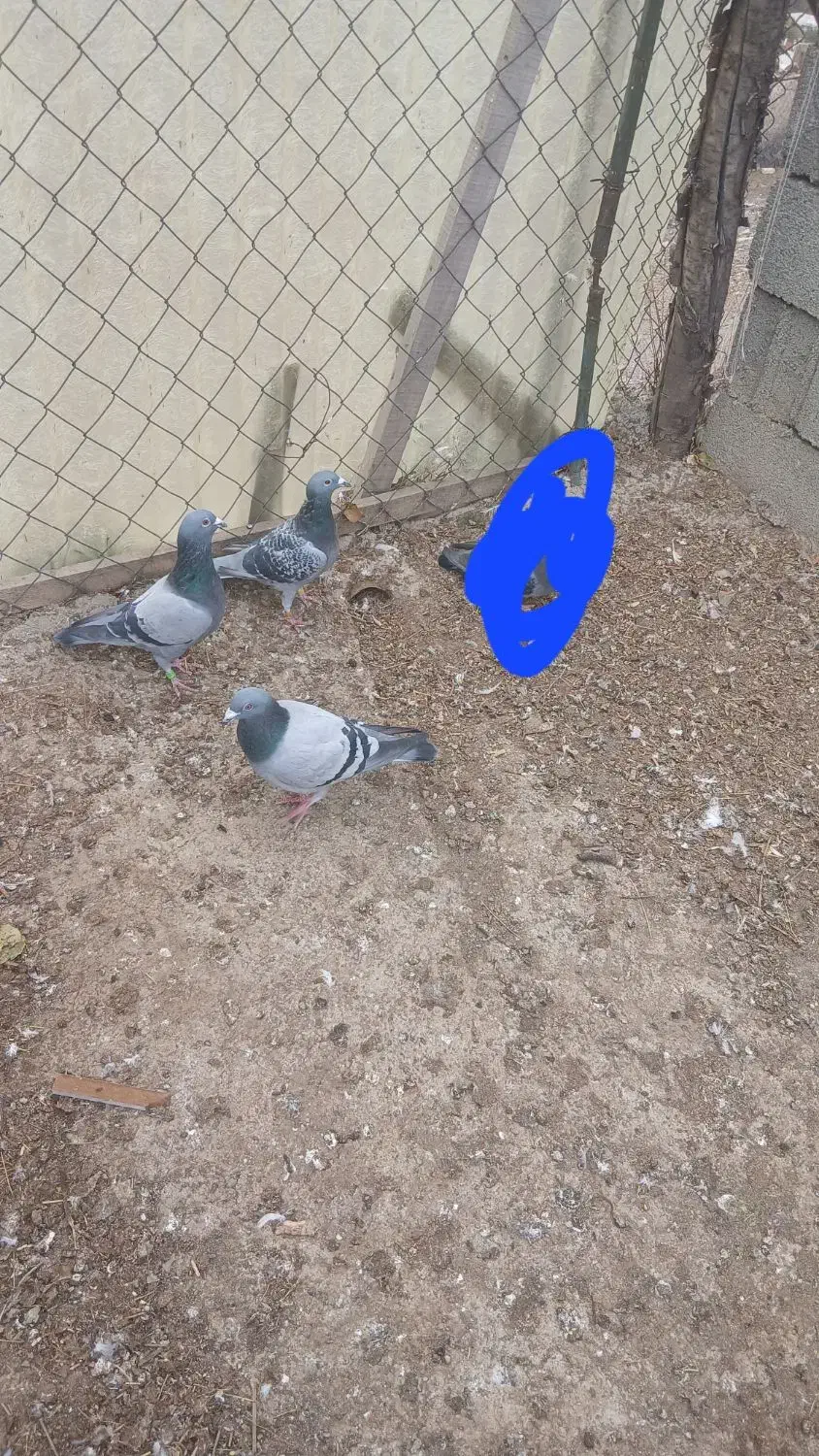 کبوتر دوبر|پرنده|عنبران, |دیوار