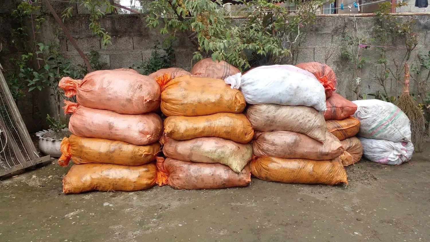 فروش پهن خشک گاو کهنه در کیسه|لوازم جانبی حیوانات|اسالم, |دیوار