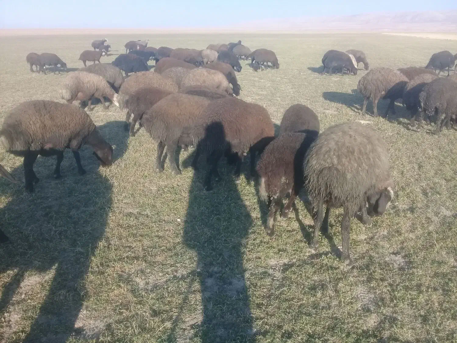 ۳۰عدد بره نر داشتی|حیوانات مزرعه|شراء, |دیوار