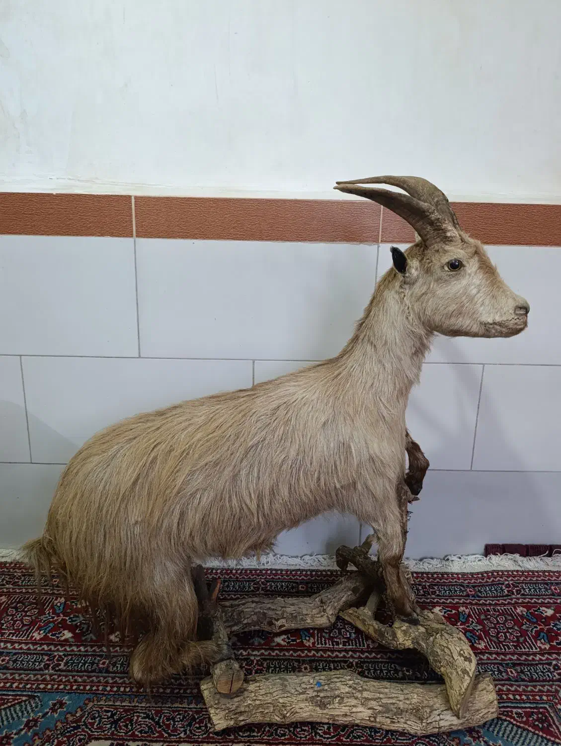 مجسمه.بز|مجسمه، تندیس، ماکت|خرم‌آباد, |دیوار