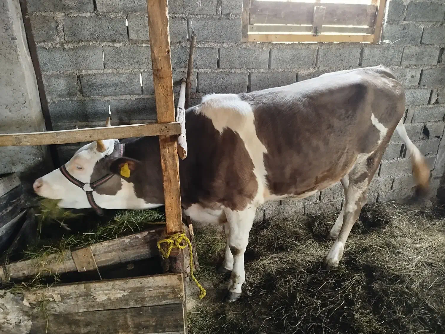 فروش چهار راس گوساله ماده|حیوانات مزرعه|شلمان, |دیوار