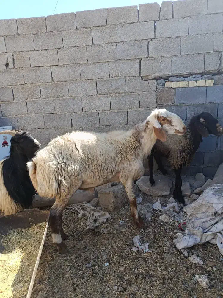 کاوه غوچ|حیوانات مزرعه|سورنا, |دیوار