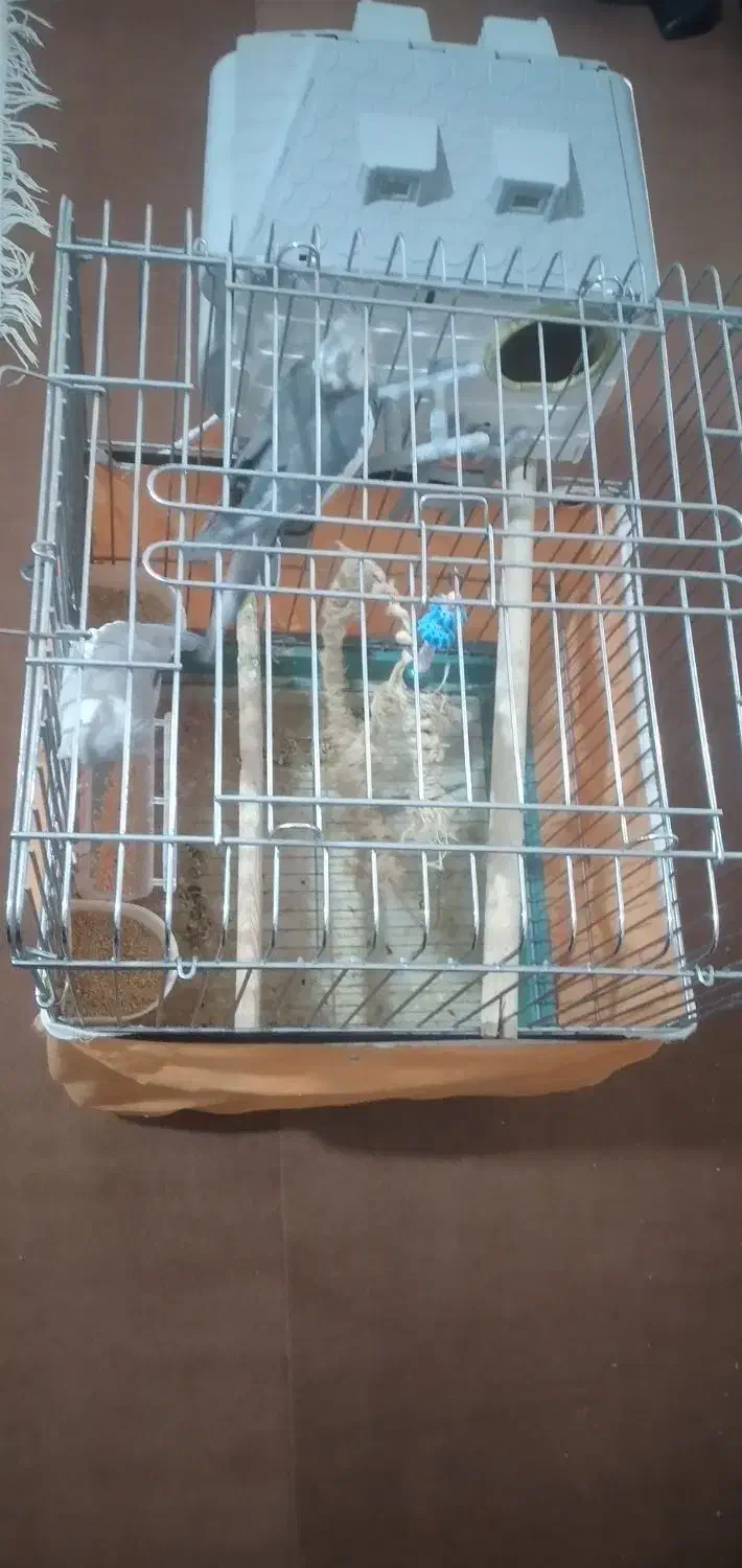 فروش ۲ عدد نر و ماده عروس هلندی باقفس بزرگ|پرنده|تهران, کوی نصر مهرآباد|دیوار