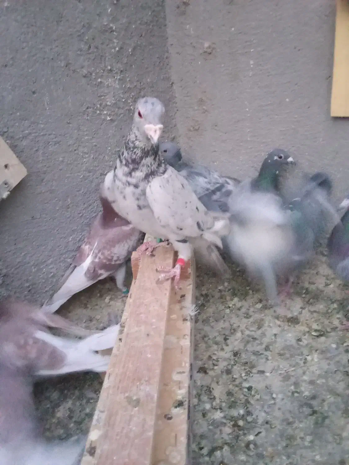 کبوتر|پرنده|رشتخوار, |دیوار