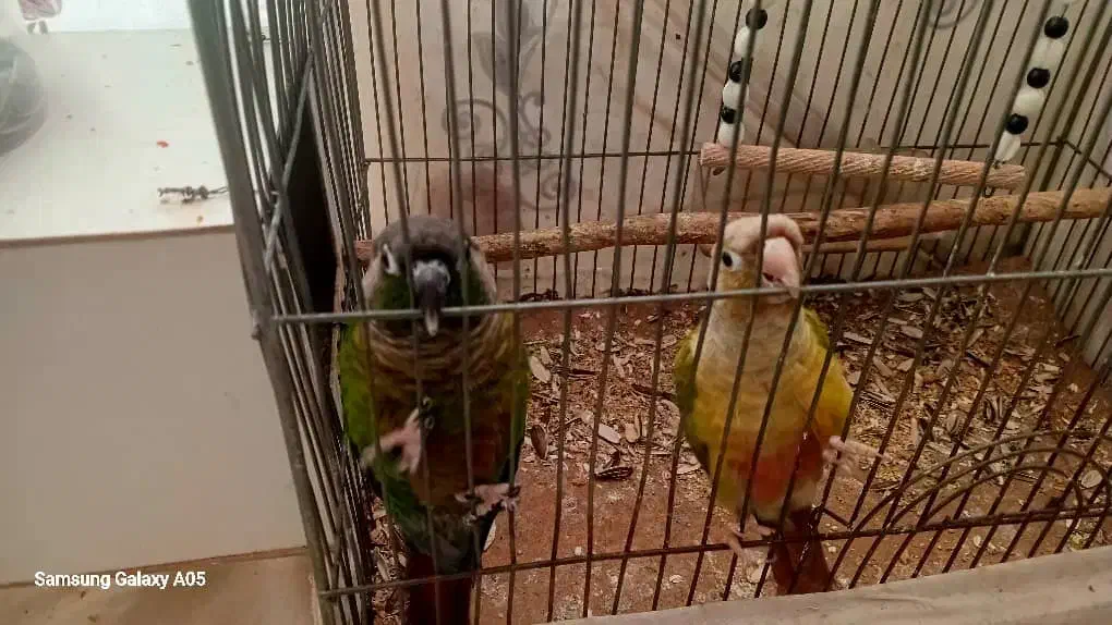 نرماده۱ساله گرینچیک.کارداده|پرنده|خمینی‌شهر, |دیوار