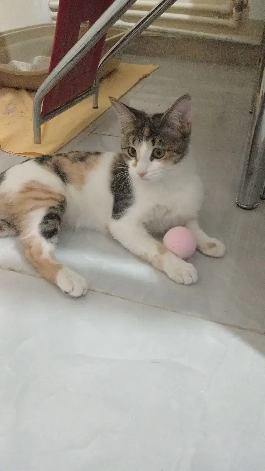 واگذاری گربه خانگی به صاحب مسئول و مهربان|گربه|تهران, سلیمانی|دیوار