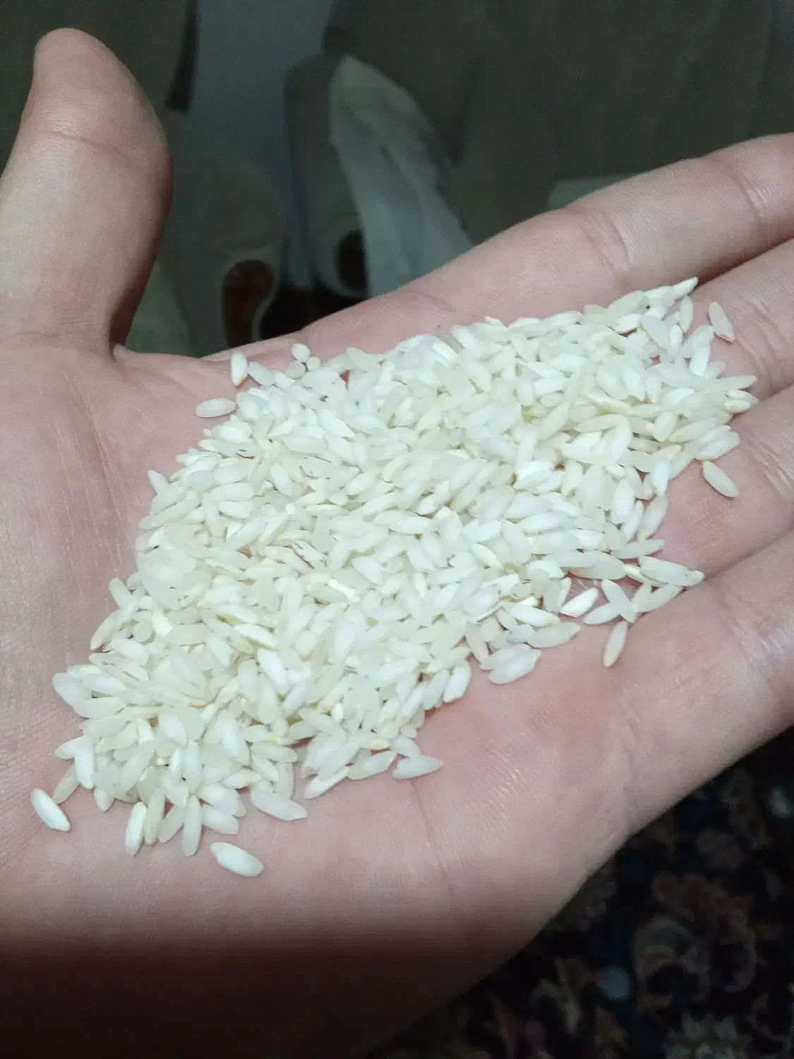 برنج عنبربو ی خوزستان ، ممتاز|خوردنی و آشامیدنی|رشت, لاکان شهر|دیوار