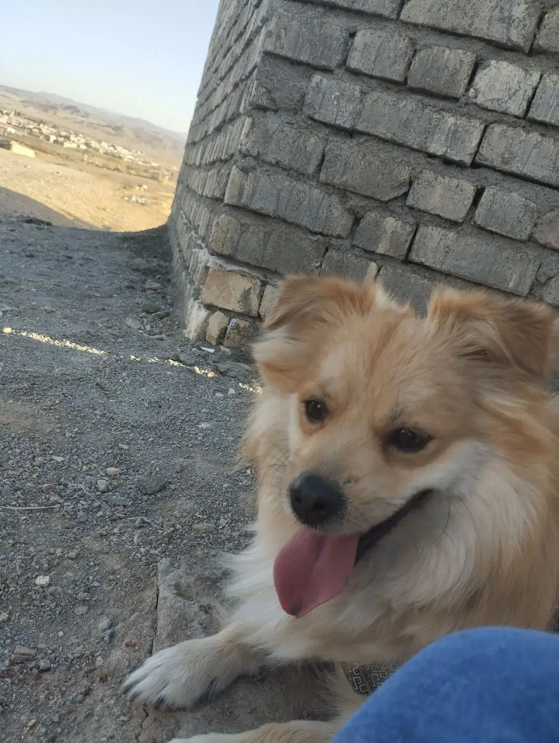 سگ پامر|سگ|قم, انسجام|دیوار