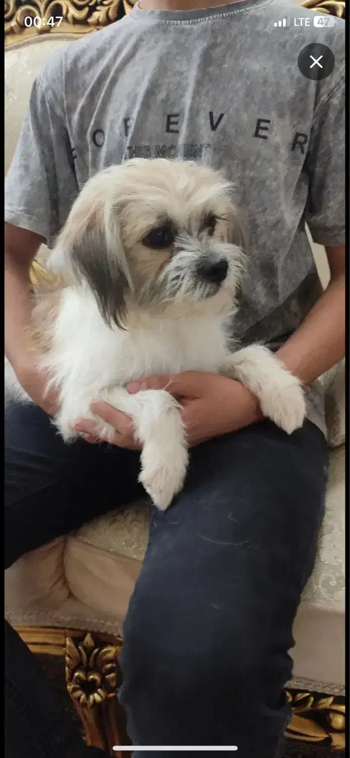 گمشده|حیوانات|قم, باغ کرباسی|دیوار