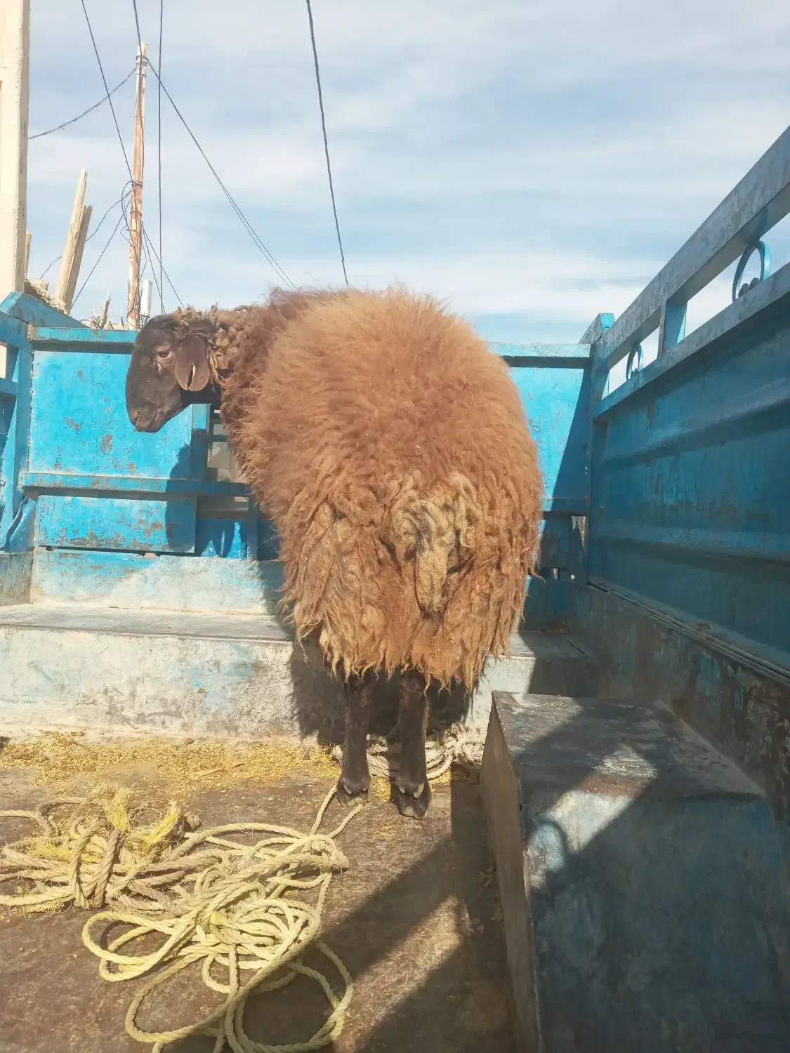 بره نرهترو وهمو بذری|حیوانات مزرعه|اسفراین, |دیوار