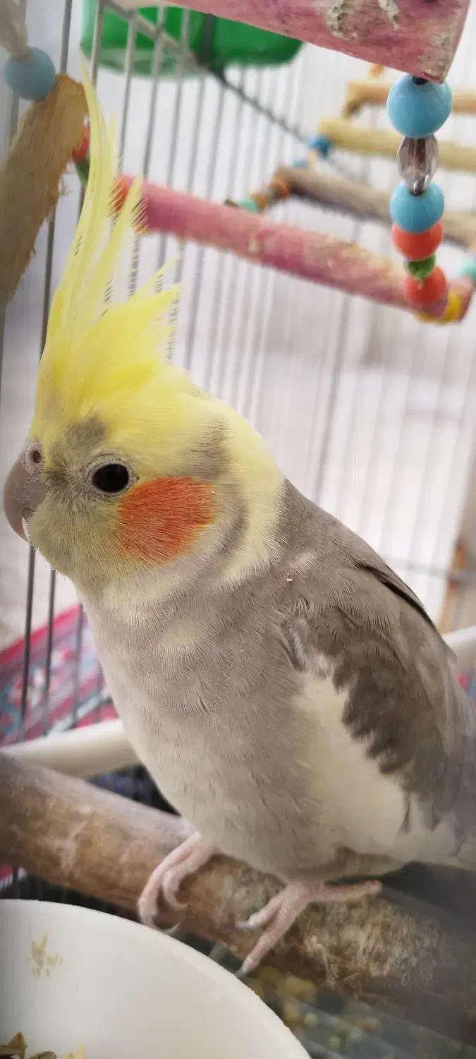 عروس هلندی|پرنده|رزن, |دیوار