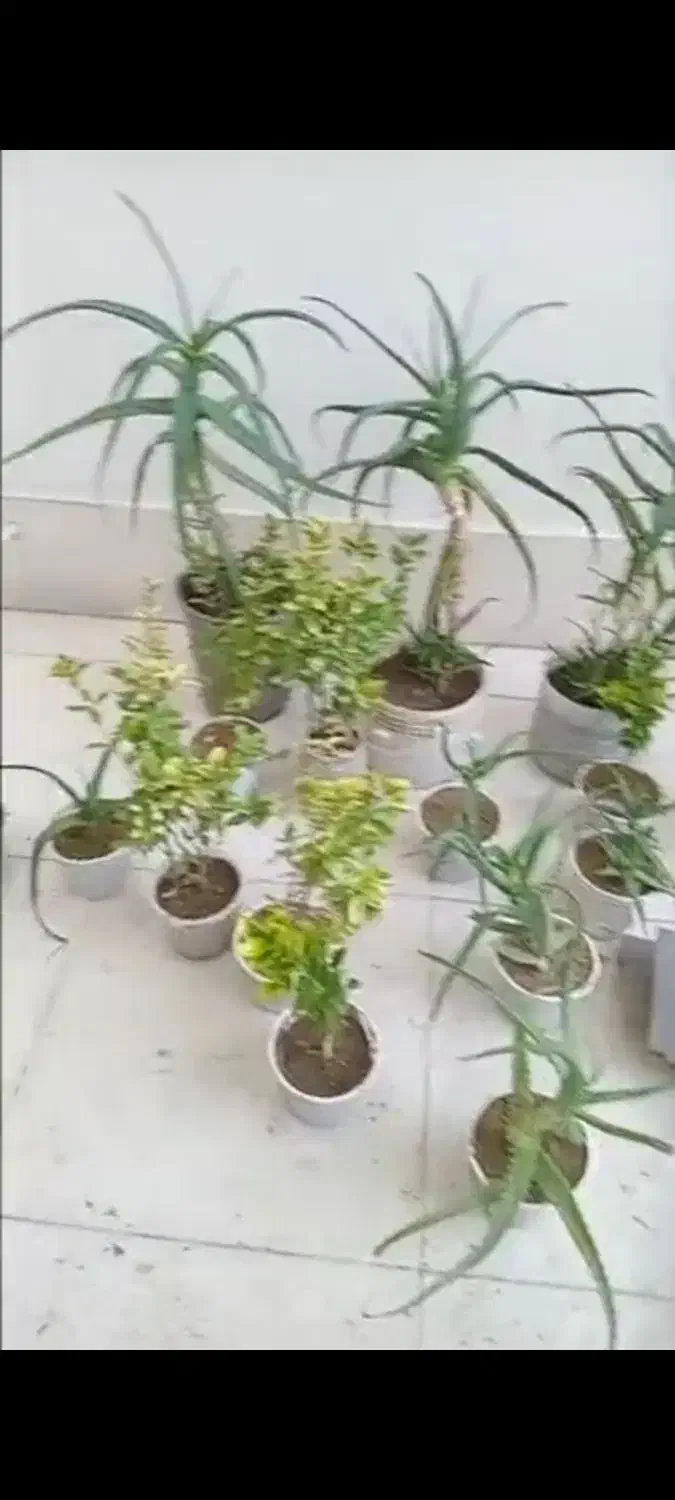 گل آلورا|گل و گیاه طبیعی|رشت, فلسطین|دیوار