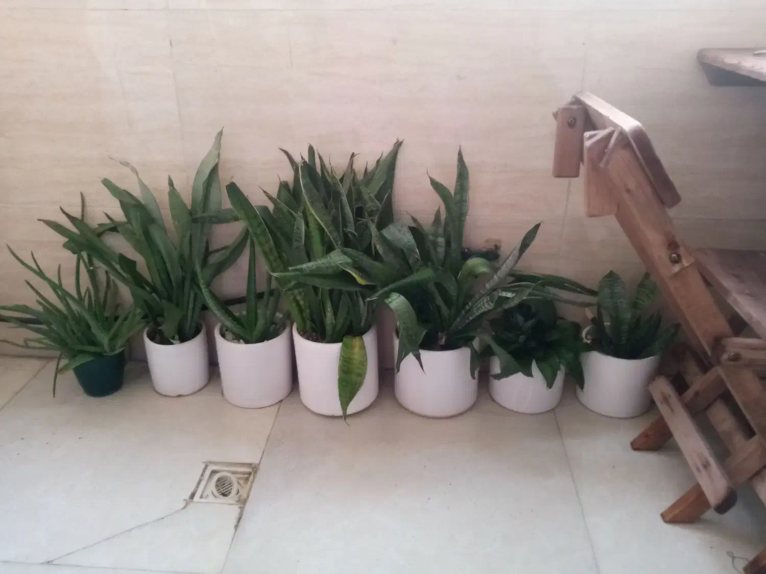 گل سانسوریا پاکوتاه|گل مصنوعی|کرج, گلشهر|دیوار