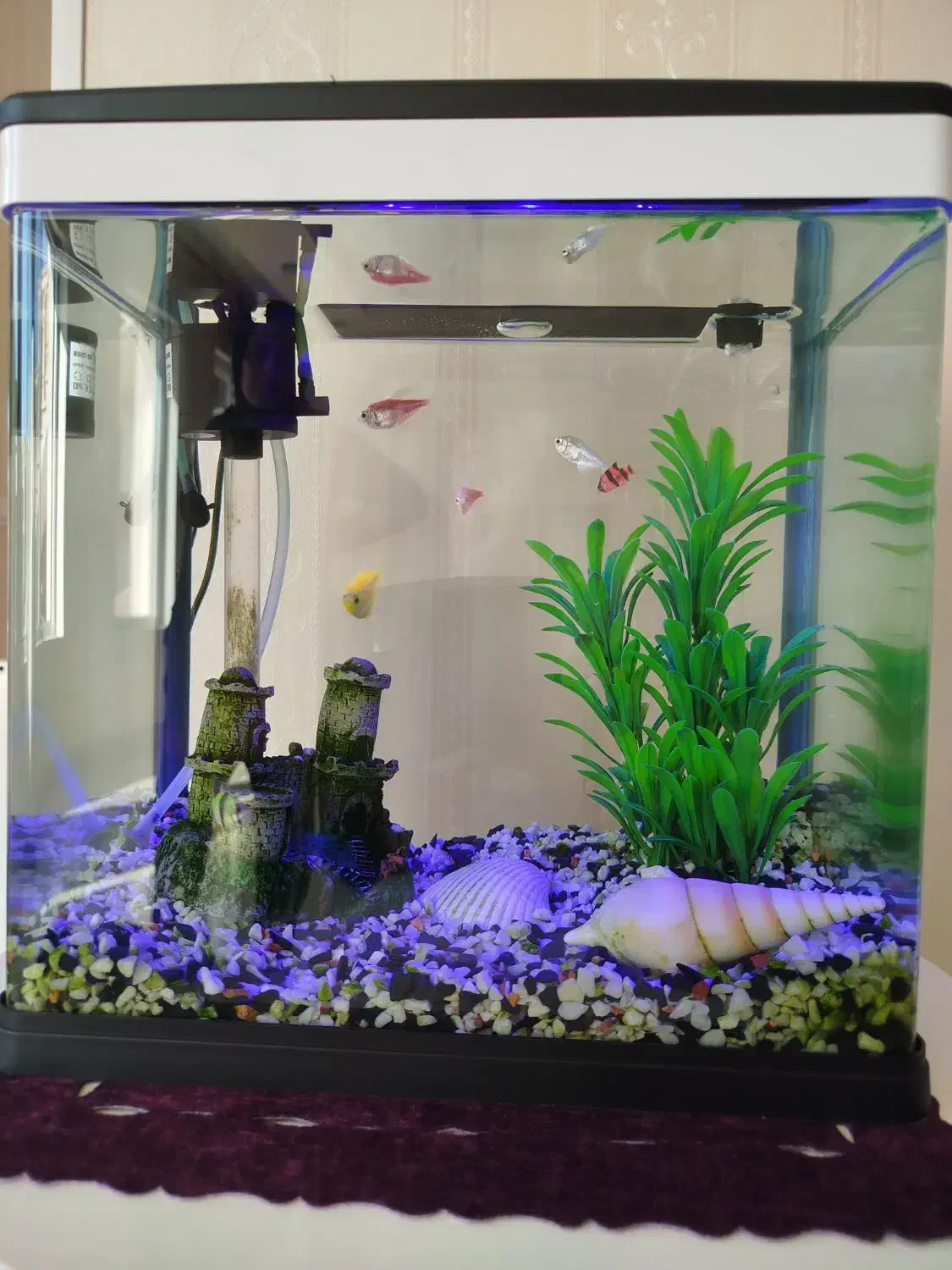 آکواریوم شرکتی|ماهی|کویرات, |دیوار