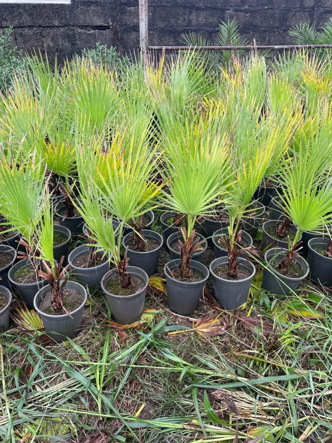 ‌پالم واشنگتن ( حراج)|خدمات باغبانی و درختکاری|سلمان‌شهر, |دیوار