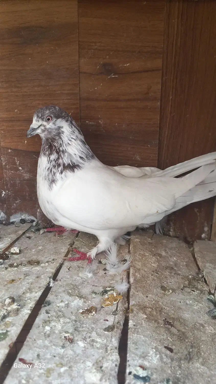 کفتر پرشی|پرنده|قم, انسجام|دیوار