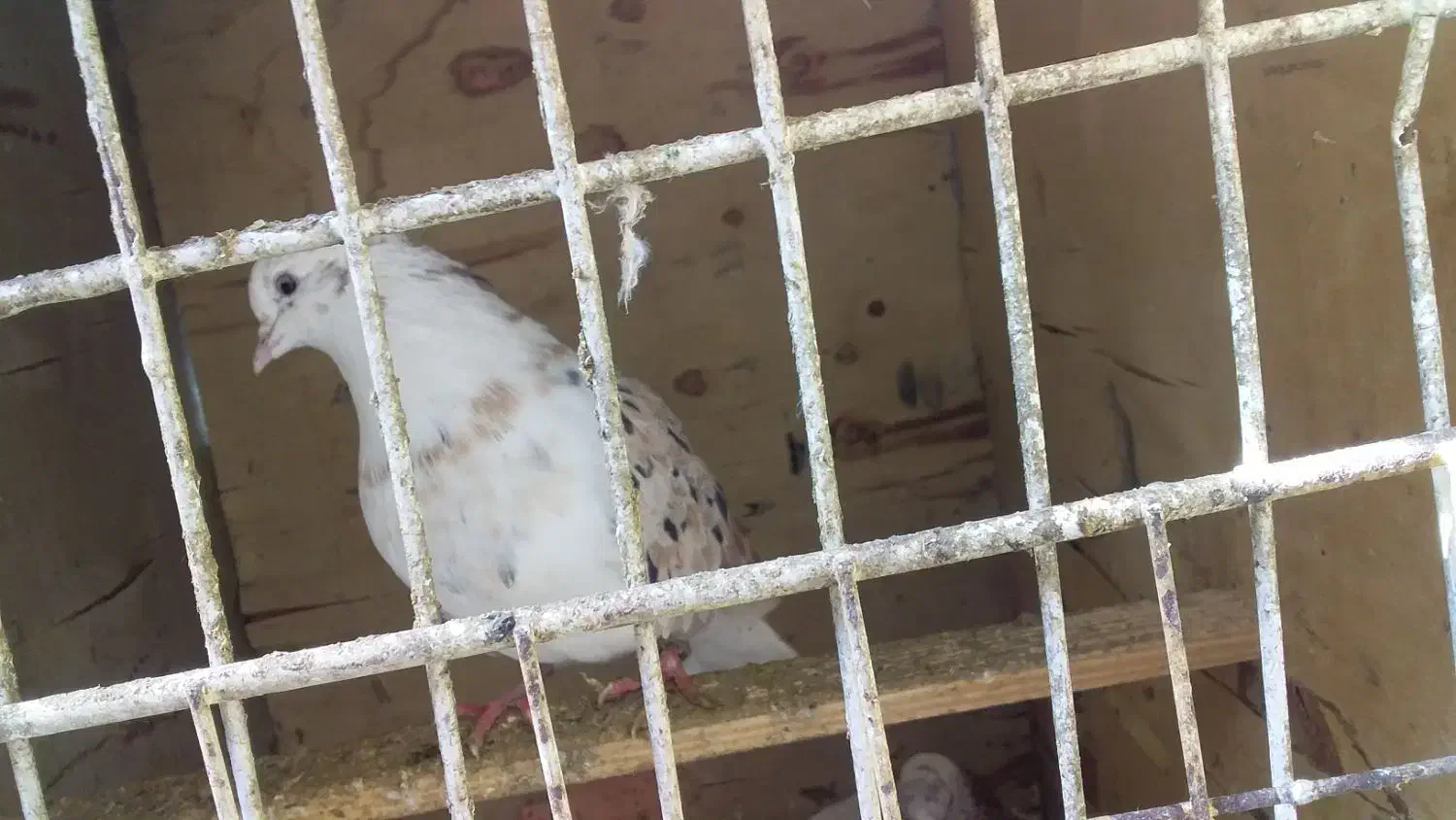 کفتر|پرنده|تهران, آهنگ|دیوار