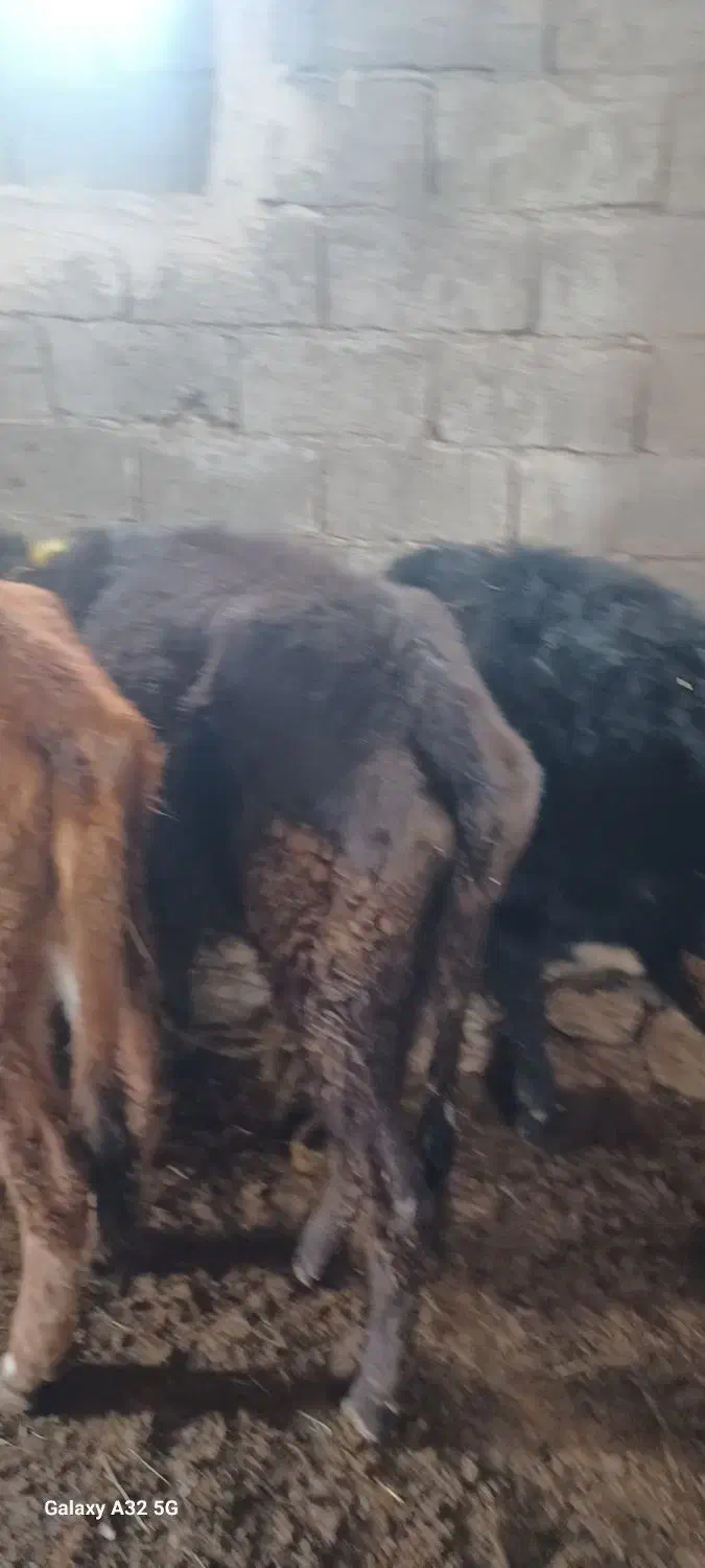 گوساله|حیوانات مزرعه|قره ضیاالدین, |دیوار