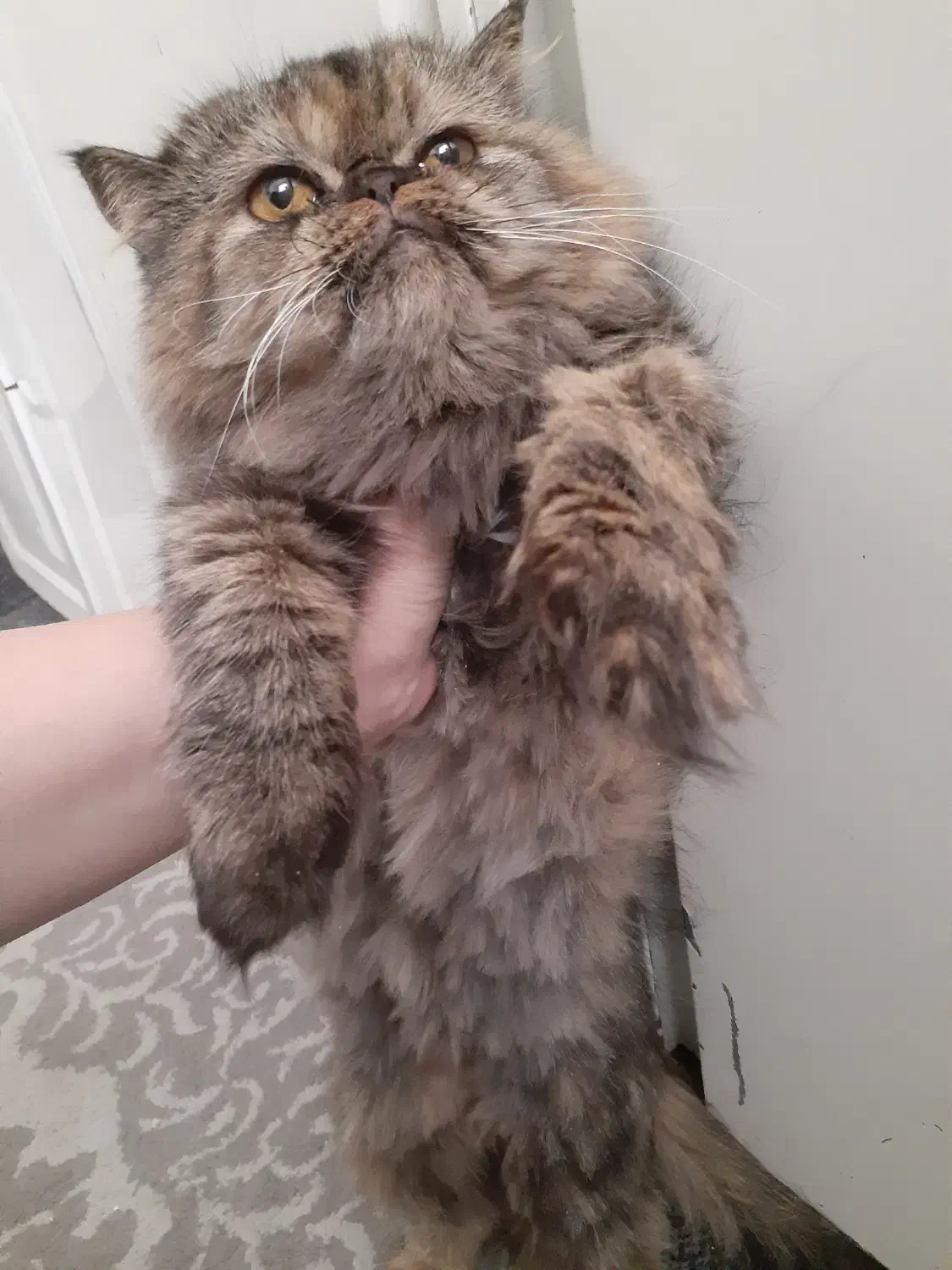 گربه|گربه|قم, شاه ابراهیم|دیوار