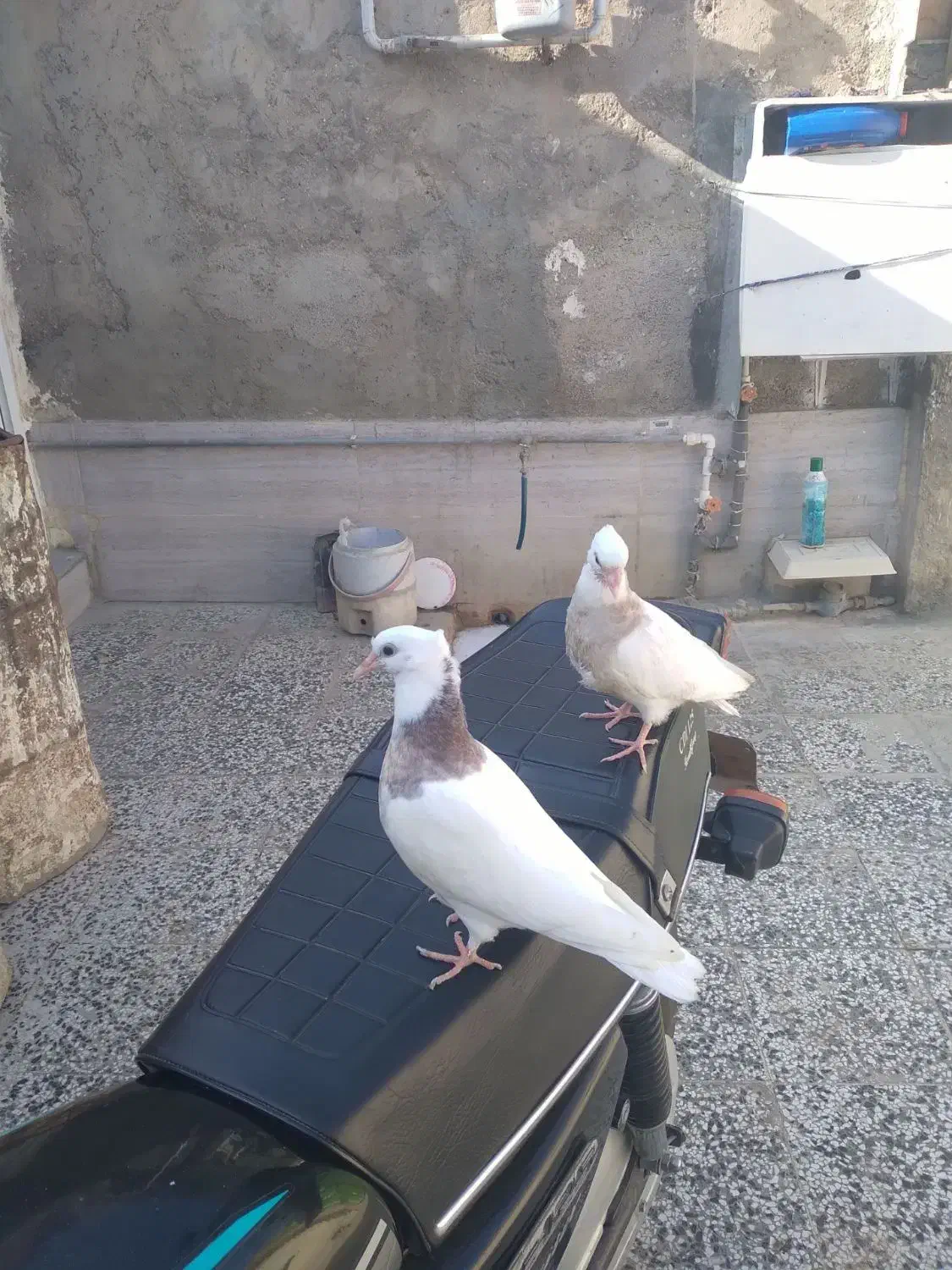 کبوتر جوجه طوقی|پرنده|گنبد کاووس, |دیوار