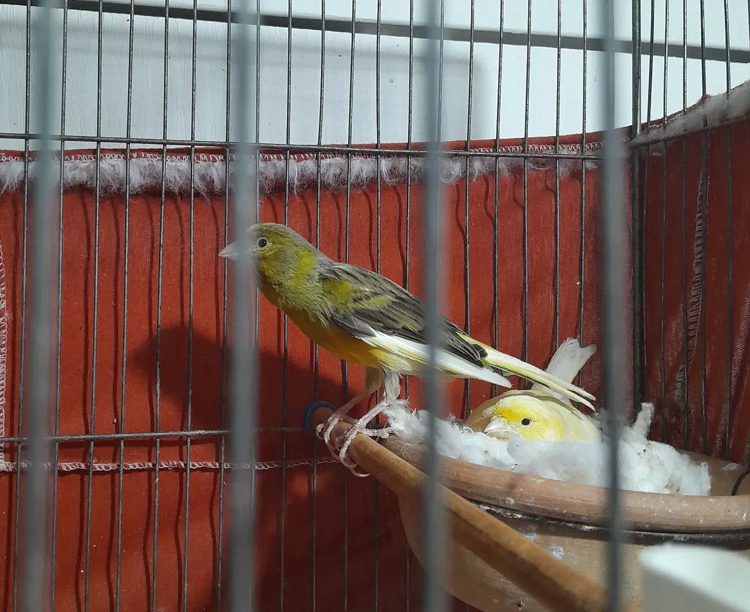 قناری نره وماده|پرنده|تهران, دولاب|دیوار