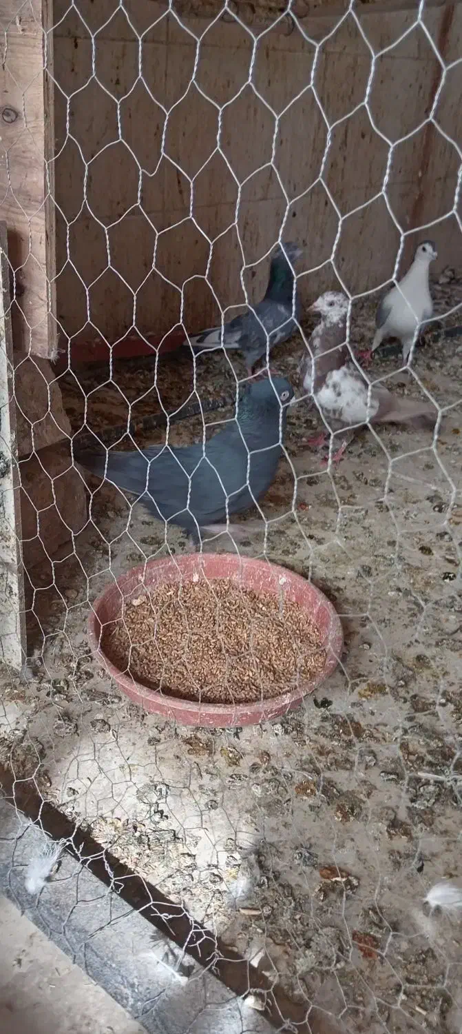 کتوترکشتی دونه 100|پرنده|شهرضا, |دیوار