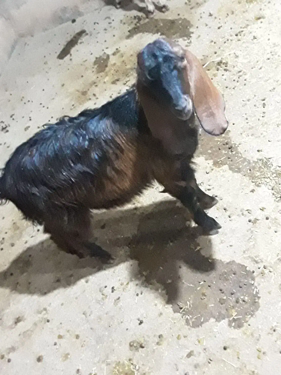 بزغاله نر|حیوانات مزرعه|سرپل ذهاب, |دیوار