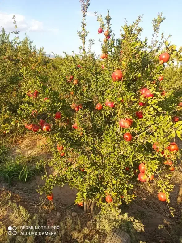 اب و زمین کشاورزی، باغ درختی|فروش زمین و ملک کلنگی|کوهبنان, |دیوار