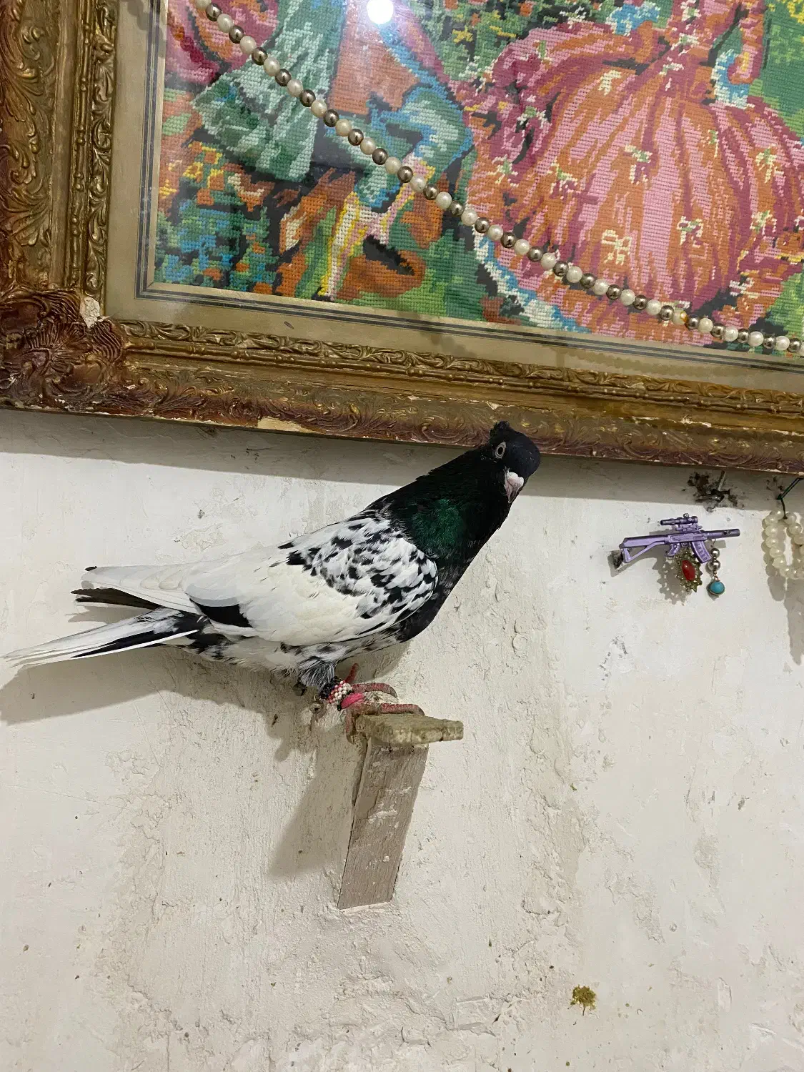 کبوتر|پرنده|شیروان (خراسان), |دیوار