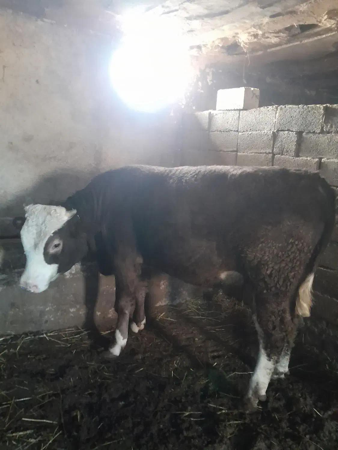 گاو نر|حیوانات مزرعه|نمین, |دیوار