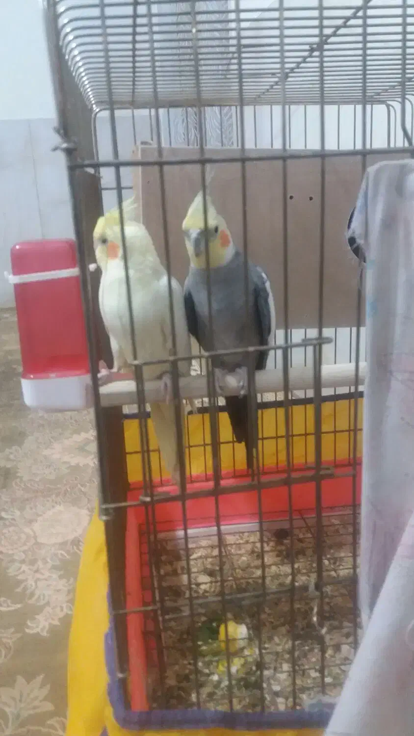 عروس هلندی|پرنده|ملایر, |دیوار