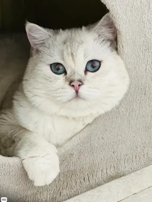 بریتیش سیلور|گربه|لاهیجان, شیشه گران|دیوار