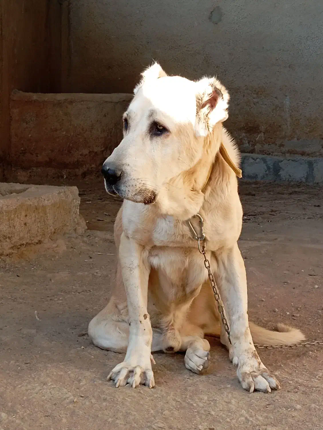 سگ خراسانی|سگ|اصفهان, لنبان|دیوار