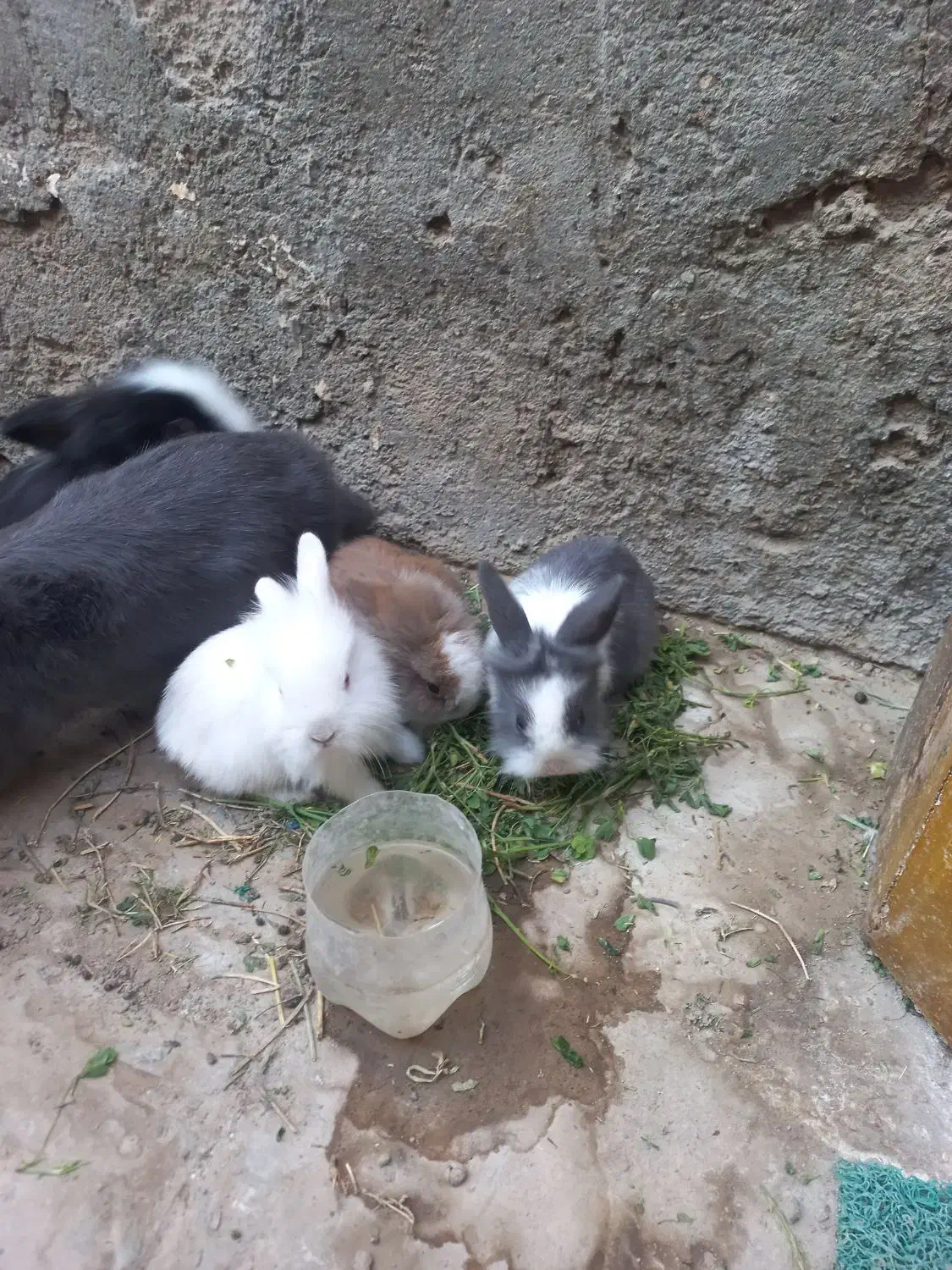 خرگوش لوپی زیبا|موش و خرگوش|زاهدان, |دیوار